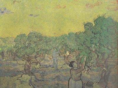 Vincent Van Gogh Olive Grove with Picking Figures (nn04) china oil painting image